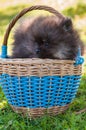 Pomeranian puppy is sitting in the basket Royalty Free Stock Photo