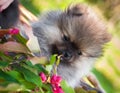 Pomeranian puppy is sitting in the basket Royalty Free Stock Photo