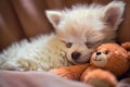 Pomeranian puppy sleeps with a teddy bear.