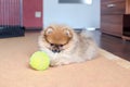 Pomeranian puppy, small dog with a ball at home