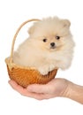 A Pomeranian puppy in a small wicker basket