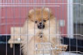 Cute pomeranian puppy is standing in a aviary and looking