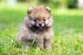 Pomeranian puppy