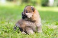 Pomeranian puppy Royalty Free Stock Photo