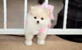 Pomeranian puppy Royalty Free Stock Photo