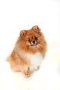 Pomeranian puppy on white background Royalty Free Stock Photo