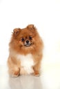 Pomeranian puppy on white background Royalty Free Stock Photo