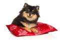 Pomeranian on a red pillow on a white background Royalty Free Stock Photo