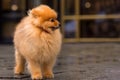 Pomeranian red Spitz is standing on the sidewalk at the rainy gloomy cloudy day. Puddles on the sidewalk. Royalty Free Stock Photo