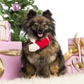 Pomeranian sitting and wearing a Christmas scarf