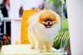 Pomeranian smiling on grooming table.