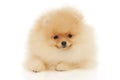 Pomeranian Spitz