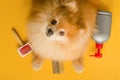 Pomeranian spitz and accessories, items, equipment for pet care.
