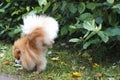 Pomeranian spitz in autumn. walk on forepaws. dog training. animal tricks. acrobat, dog circus. raise a paw. dog pissing. Royalty Free Stock Photo