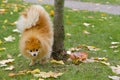 Pomeranian spitz in autumn. walk on forepaws. dog training. animal tricks. acrobat, dog circus. raise a paw. dog pissing around tr Royalty Free Stock Photo