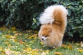 Pomeranian spitz in autumn. walk on forepaws. dog training. animal tricks. acrobat, dog circus. raise a paw. dog pissing. Royalty Free Stock Photo