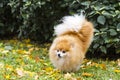 Pomeranian spitz in autumn. walk on forepaws. dog training. animal tricks. acrobat, dog circus. raise a paw. dog pissing. Royalty Free Stock Photo