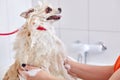 pomeranian spitz in bath before grooming, procedure of hair cutting by professional grooming master Royalty Free Stock Photo