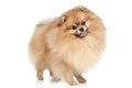 Pomeranian Spitz dog.