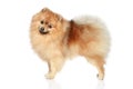 Pomeranian Spitz dog