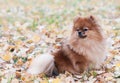 Portrait of cute pomeranian dog.