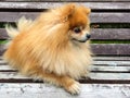 Pomeranian Spitz dog with fluffy red hair lies and sits on wooden bench. the pet is waiting for the owner. Royalty Free Stock Photo