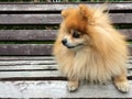 Pomeranian Spitz dog with fluffy red hair lies and sits on a wooden bench. the pet is waiting for the owner. loyal friend, Royalty Free Stock Photo