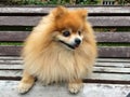 Pomeranian Spitz dog with fluffy red hair lies and sits on a wooden bench. the pet is waiting for the owner. loyal friend, Royalty Free Stock Photo