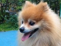 Pomeranian Spitz dog with fluffy red hair lies and sits on a wooden bench. the pet is waiting for the owner. loyal friend, Royalty Free Stock Photo