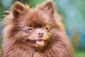 Pomeranian Spitz dog in garden, close up face portrait Royalty Free Stock Photo