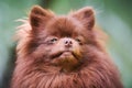 Pomeranian Spitz dog in garden, close up face portrait Royalty Free Stock Photo