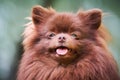 Pomeranian Spitz dog in garden, close up face portrait Royalty Free Stock Photo