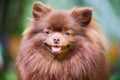 Pomeranian Spitz dog in garden, close up face portrait Royalty Free Stock Photo