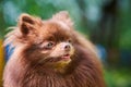 Pomeranian Spitz dog in garden, close up face portrait Royalty Free Stock Photo