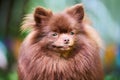 Pomeranian Spitz dog in garden, close up face portrait Royalty Free Stock Photo