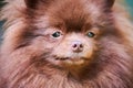 Pomeranian Spitz dog in garden, close up face portrait Royalty Free Stock Photo