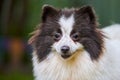 Pomeranian Spitz dog in garden, close up face portrait Royalty Free Stock Photo