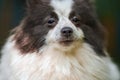 Pomeranian Spitz dog in garden, close up face portrait Royalty Free Stock Photo