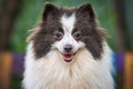 Pomeranian Spitz dog in garden, close up face portrait Royalty Free Stock Photo