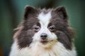 Pomeranian Spitz dog in garden, close up face portrait Royalty Free Stock Photo