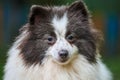 Pomeranian Spitz dog in garden, close up face portrait Royalty Free Stock Photo