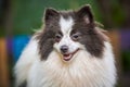 Pomeranian Spitz dog in garden, close up face portrait Royalty Free Stock Photo