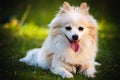 Pomeranian Spitz dog outdoors lying down on grass portrait Royalty Free Stock Photo