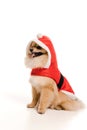 Pomeranian spitz dog in santa costume at christmastime on white Royalty Free Stock Photo