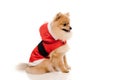 Pomeranian spitz dog in santa costume on white Royalty Free Stock Photo