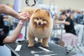 Pomeranian Spitz at the Dog Show, grooming Royalty Free Stock Photo