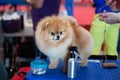 Pomeranian Spitz at the Dog Show, grooming Royalty Free Stock Photo