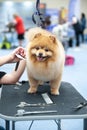 Spitz at the Dog Show, grooming on the table Royalty Free Stock Photo