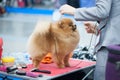 Pomeranian Spitz at the Dog Show Royalty Free Stock Photo