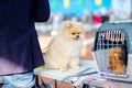 Pomeranian Spitz at the Dog Show on the table Royalty Free Stock Photo